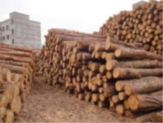 ����ľ�ĵ��W����