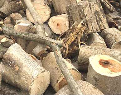 ����ľ�����l(f��)�Ԓ��ַ