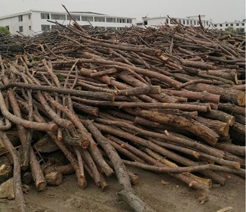 ���ˌ�ľ������κ�ɵ�